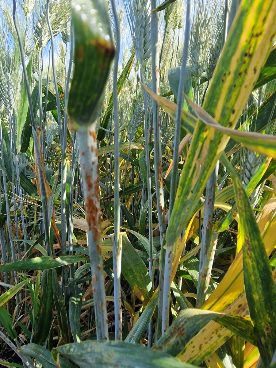 Marta_S_Lopes's tweet photo. Stem rust shining this year. First time observing stem rust spread all over our F3s almost as leaf rust infection rates in the region Rota in Spain. Back in 2020, I saw a few isolated plants, but now, all over. @Oscar_Teix @jmsoriano77 screening #SUSWHEAT #nextgeneration https://t.co/VhwxePXvoA