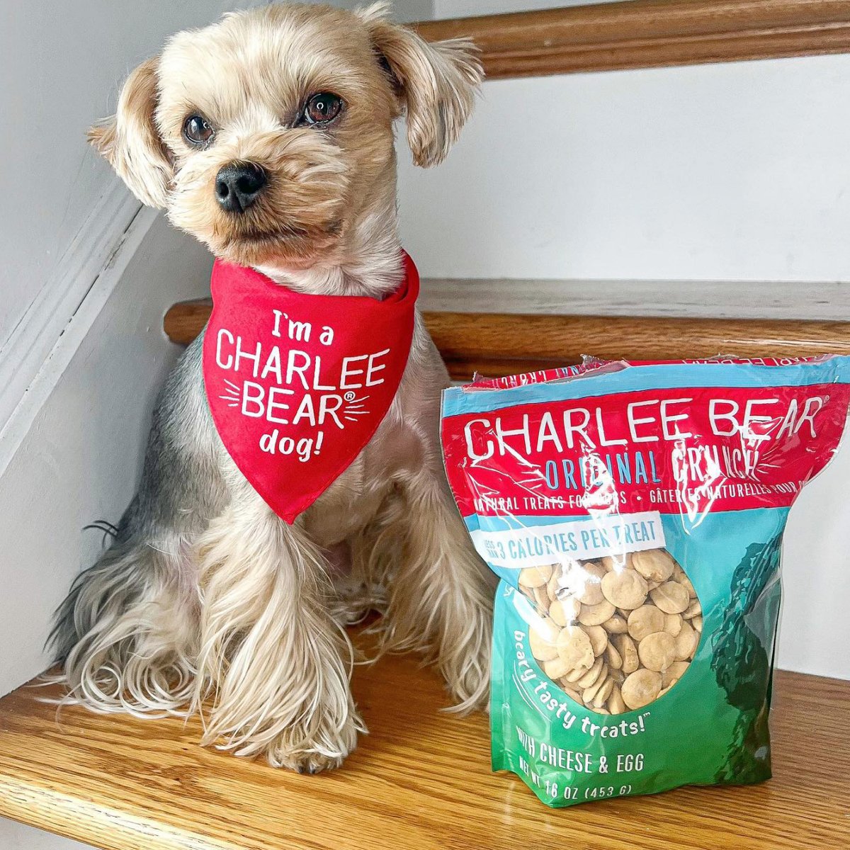 “Who doesn’t love yummy treats?! 🦴”

Pocket-perfect and only 3 calories per treat, so you don’t have to feel guilty about giving them a few extra. 😉

📸: @andy.theyorkie

#dogtreats #yorkie #bearytastytreats