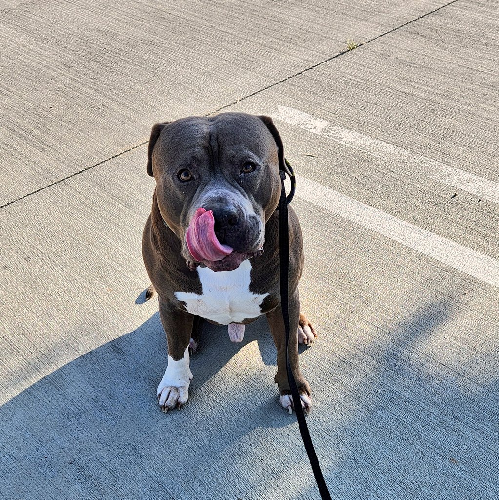 How's this for a #tongueouttuesday 🤭💙