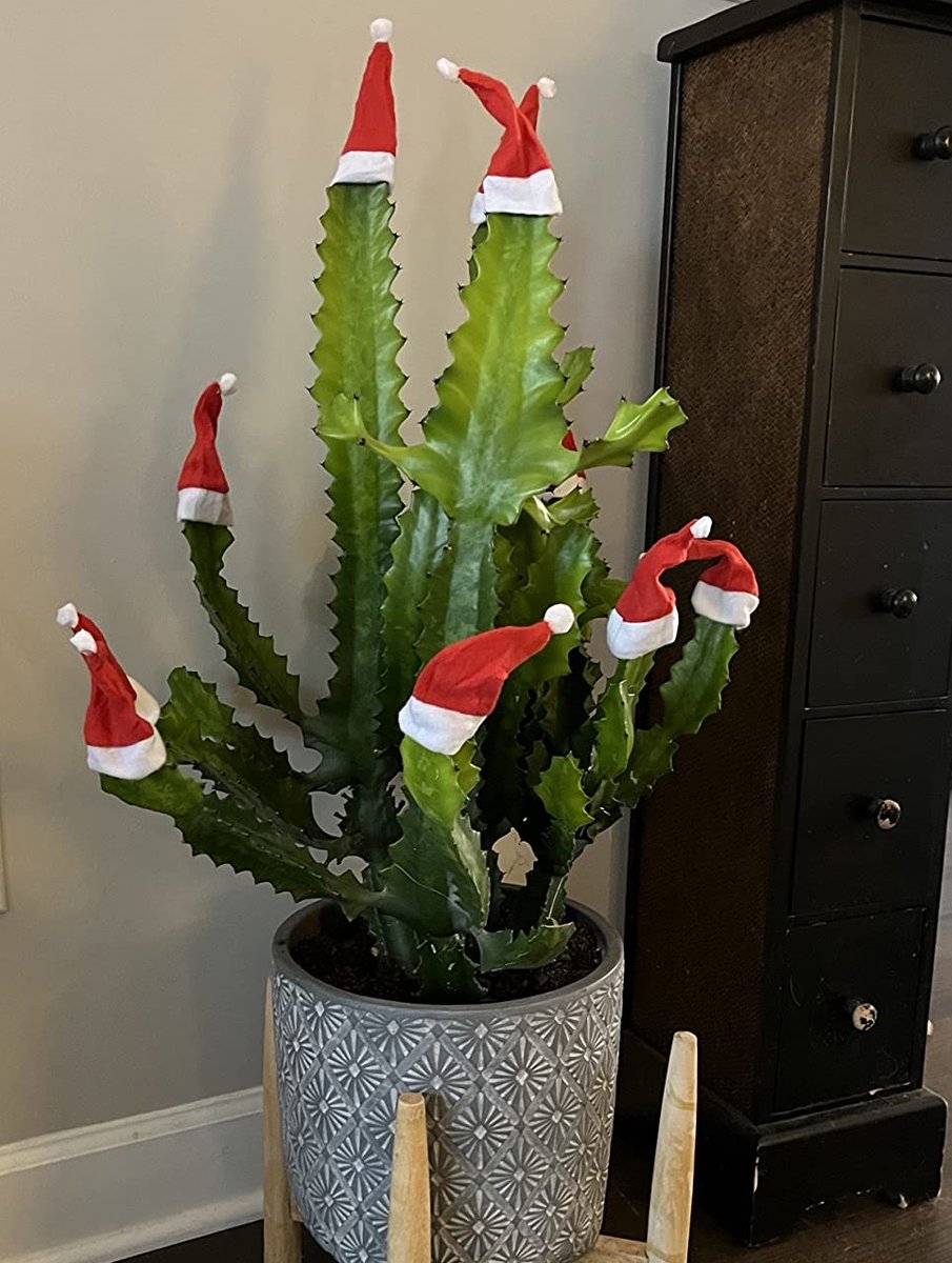 Festive Fun for Everyone
These little stretchy hats are so much fun !! Who even needs a Christmas tree when you have a large cactus.
#christmas #christmashat #christmastree #christmasdecor #festival #festivalfun #festivedecor