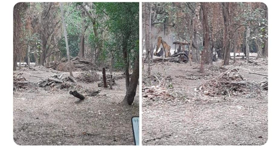 Crimen ecológico en el Jardín Botánico de Naguanagua Carabobo, están deforestando un pulmón vegetal  de 5 hectáreas de las 15 que comprenden el jardín botánico para construir 4 canchas de Padel 1 cancha de fútbol sala y una área gastronómica.
<a href="/MinpublicoVEN/">Ministerio Público venezolano</a> 
<a href="/TarekWiliamSaab/">Tarek William Saab</a>