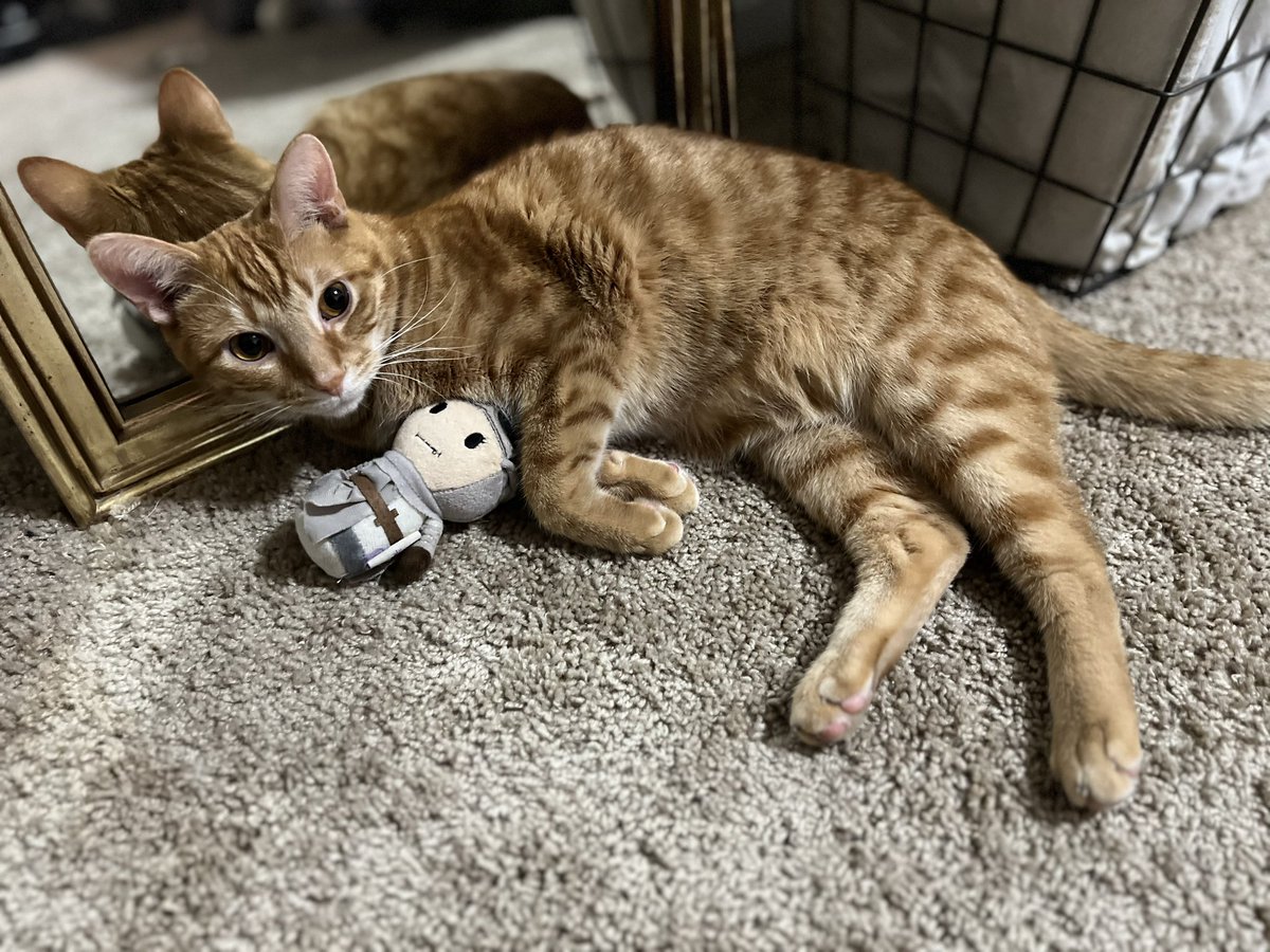 Pippin has a little stuffed Rey doll and he absolutely loves it. 😭
#ReySkywalker