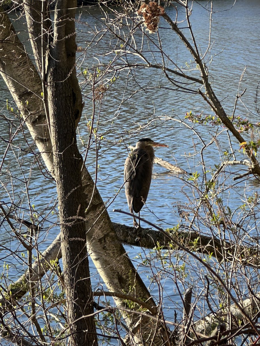 brnicker's tweet photo. Night heron? ⁦@RWPConservancy⁩ https://t.co/gT46JHHJ5F