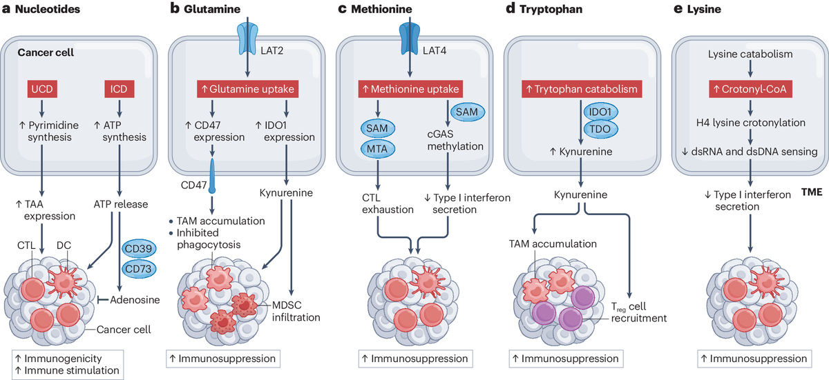 Review: #Cancer cell metabolism &amp; antitumour #immunity rdcu.be/dFwxC by <a href="/maraademartino/">Mara De Martino</a> <a href="/JeffRathmell/">Jeff Rathmell</a> <a href="/deadoc80/">Lorenzo Galluzzi</a> @CVanpouilleBox via <a href="/NatRevImmunol/">Nature Rev Immunol</a> #immunology