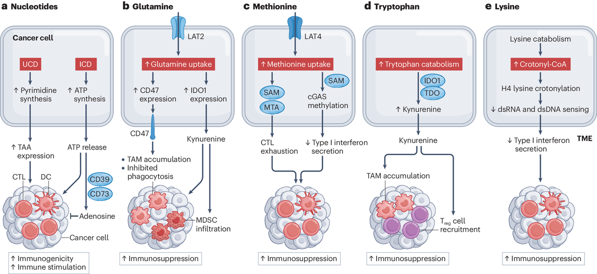 Review: #Cancer cell metabolism & antitumour #immunity rdcu.be/dFwxC by @maraademartino @JeffRathmell @deadoc80 @CVanpouilleBox via @NatRevImmunol #immunology