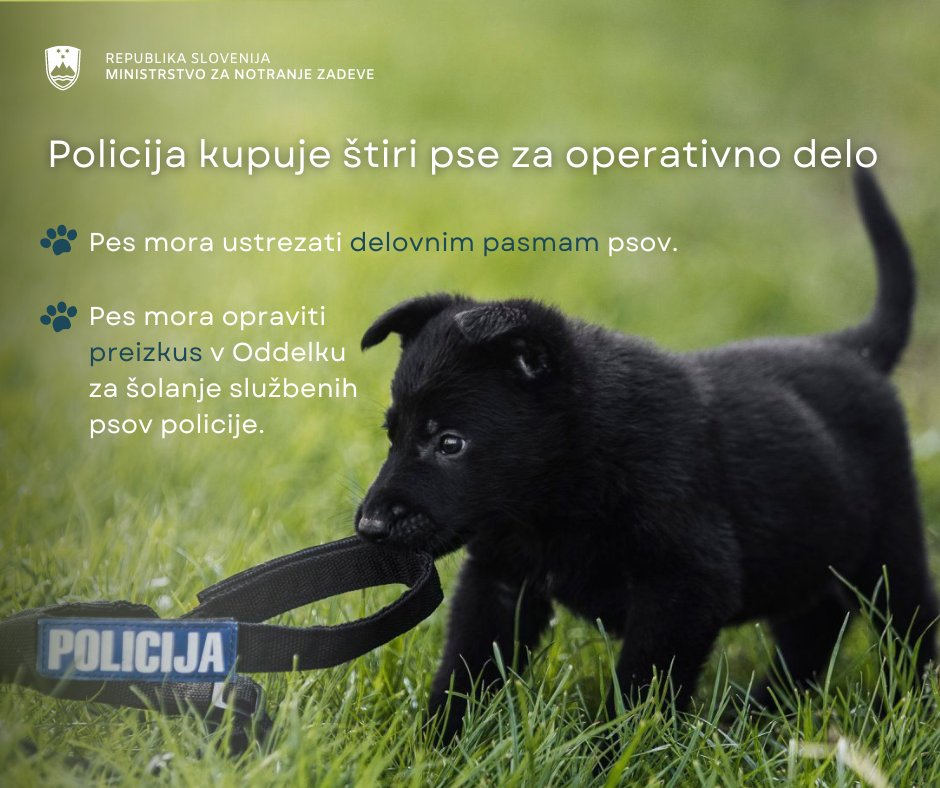 Policija kupuje štiri pse za operativno delo | 🐶 ℹ️ Psi morajo ustrezati delovnim pasmam, ne smejo biti mlajši od 10 mesecev ali starejši od 36 mesecev. 🗓️ Zbiranje ponudb traja do 6. januarja 2025. @policija_si 🔗 policija.si/medijsko-sredi…