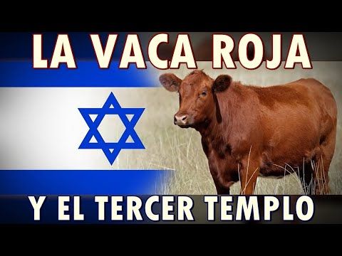 Vacas rojas
Éste ritual sanguinario avalado por el falso Estado de Israel tiene que ver con la profecía del nuevo Templo de Salomón, para precipitar el Apocalipsis y la venida del 'mesías sionista', que no es Jesucristo en absoluto y está más ligado al antiguo culto babilónico 🎯