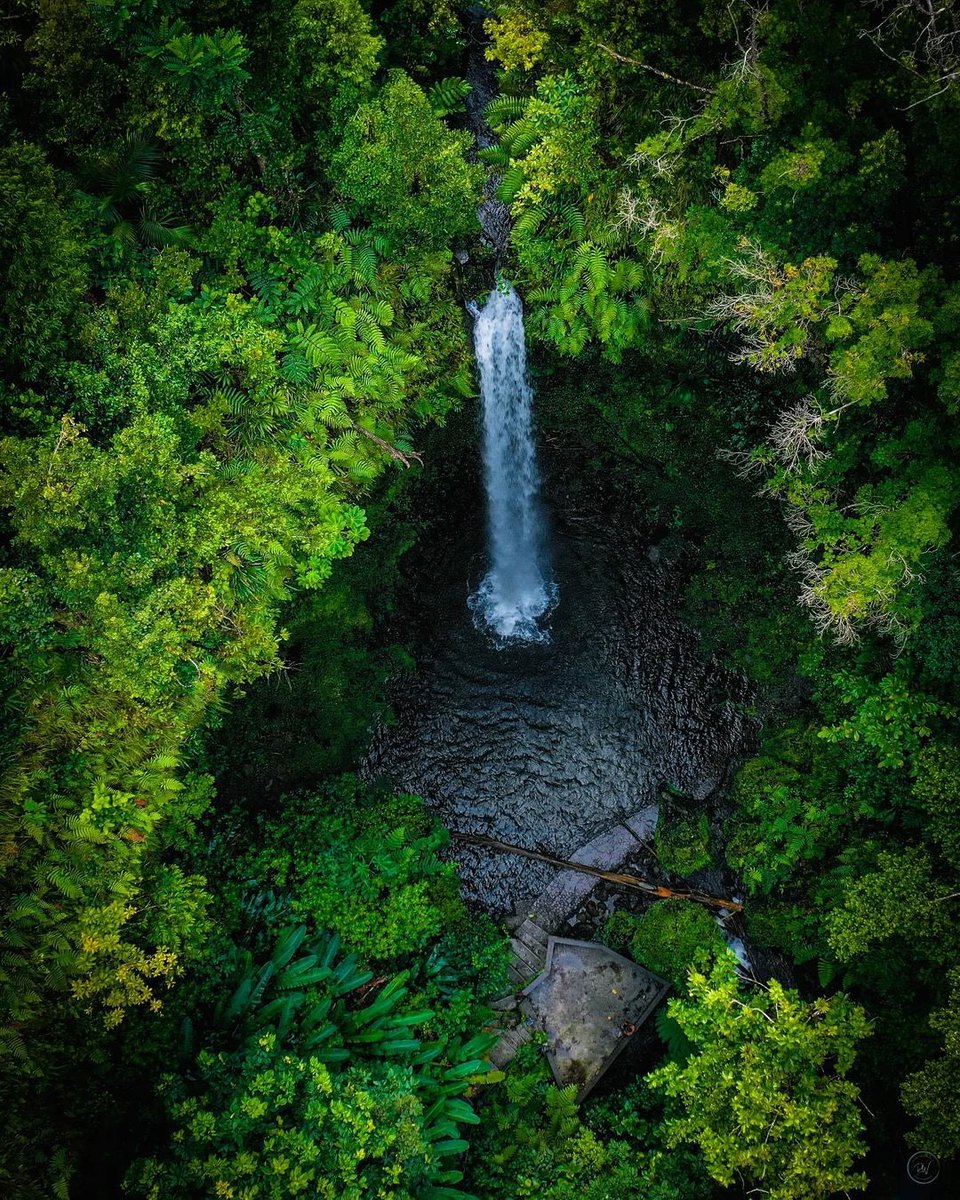 'Look deep into #nature, and then you will understand everything better.' — #AlbertEinstein #Dominica #Caribbean #island #green #water #waterfall #beautiful #wildlife #naturephotography #naturephoto #naturelover #TwitterNatureCommunity #photooftheday #photography #TravelTuesday