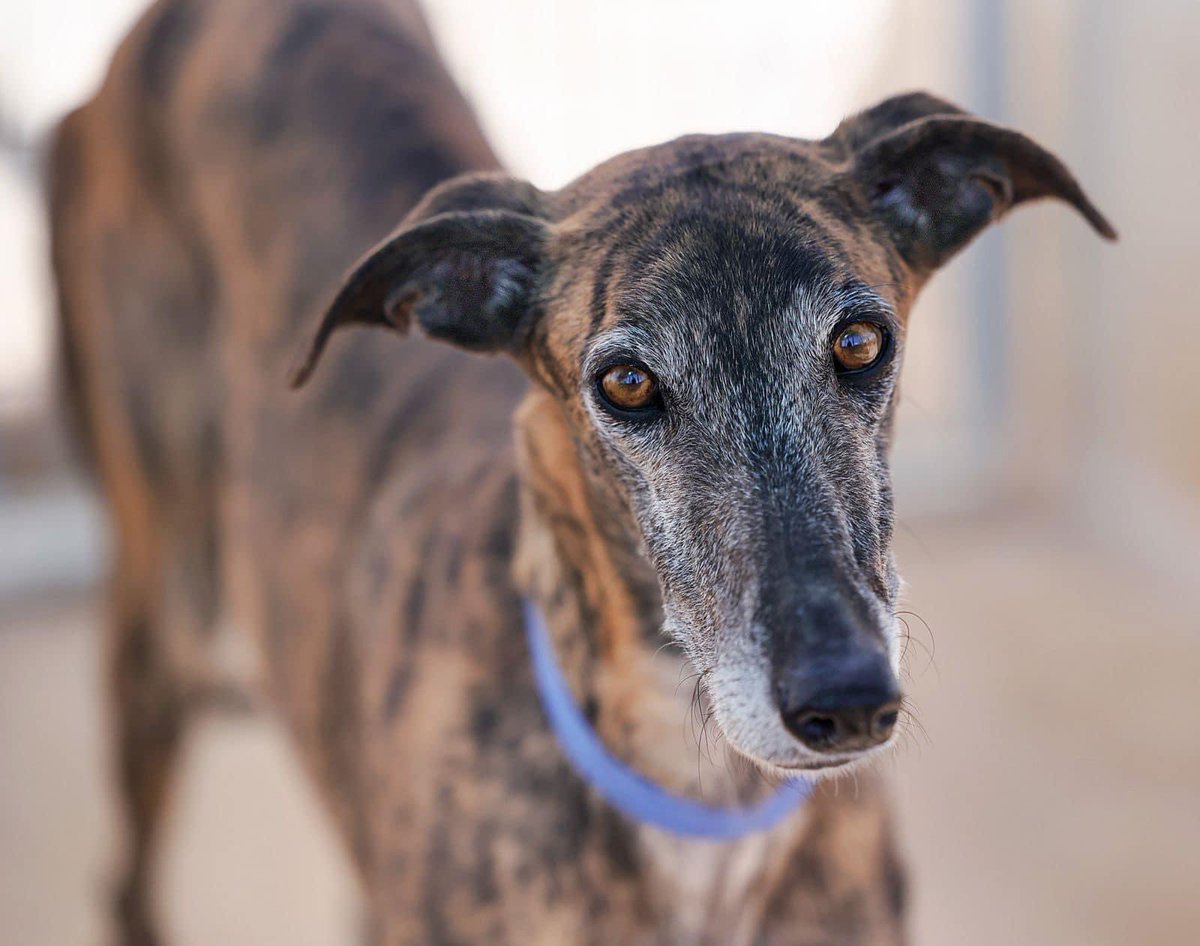 GalgosdelSol's tweet photo. Moracho ❤️ great lad looking for a home. He’s loves everyone except me 😳
I don’t know if this is a negative association with his rescue or not 🫣Eventually tho if I’m in the kennel long enough ignoring him he does start sniffing & wagging his tail. Everyone else tho… no problems & hopefully it will stay that way. 
Moracho is around 5yrs old and looking for his forever home. He’s wonderful on a lead, great with other dogs and just generally an overlooked boy waiting to get out of here ❤️ Plz share 🙏🏻
https://t.co/yfUyVF9Sxi