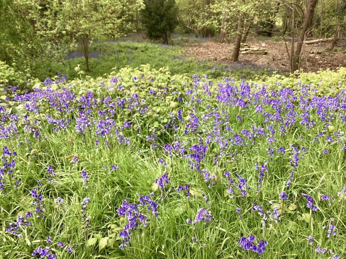 Bluebells in Hawkwood, Chislehurst, today. #tuesday @itvweather @SallyWeather @ChrisPage90 @bbcweather