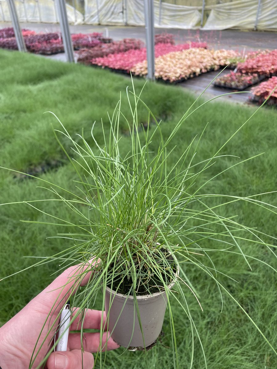 Festuca Blue Haze! The best and most consistent of all the blue varieties! Available now! #newplants #peatfree