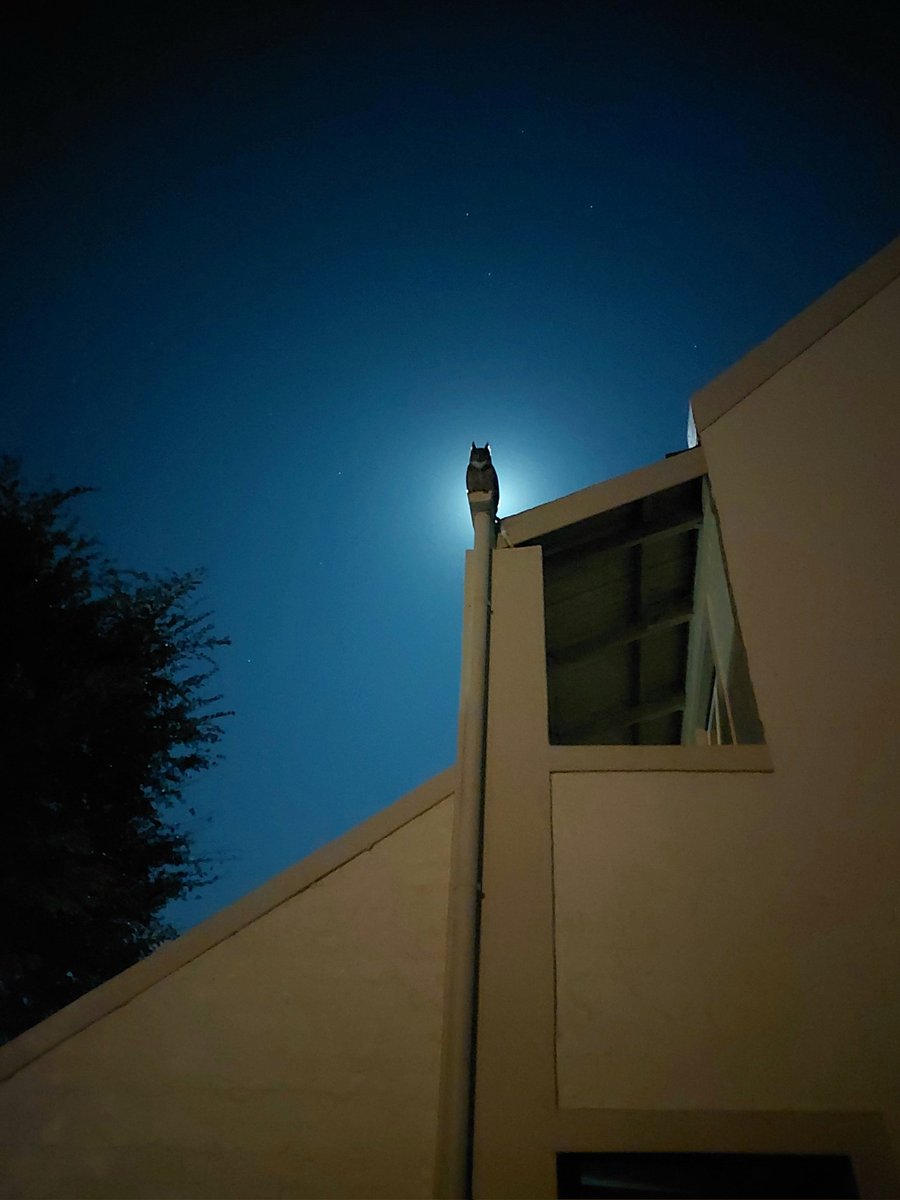 I was being watched during my evening walk last night. Lovely visual at full moon while listening to a psychological thriller on audio book. He posed for a while. Happy World Book & Copyright Day, by the way. 🦉 📚