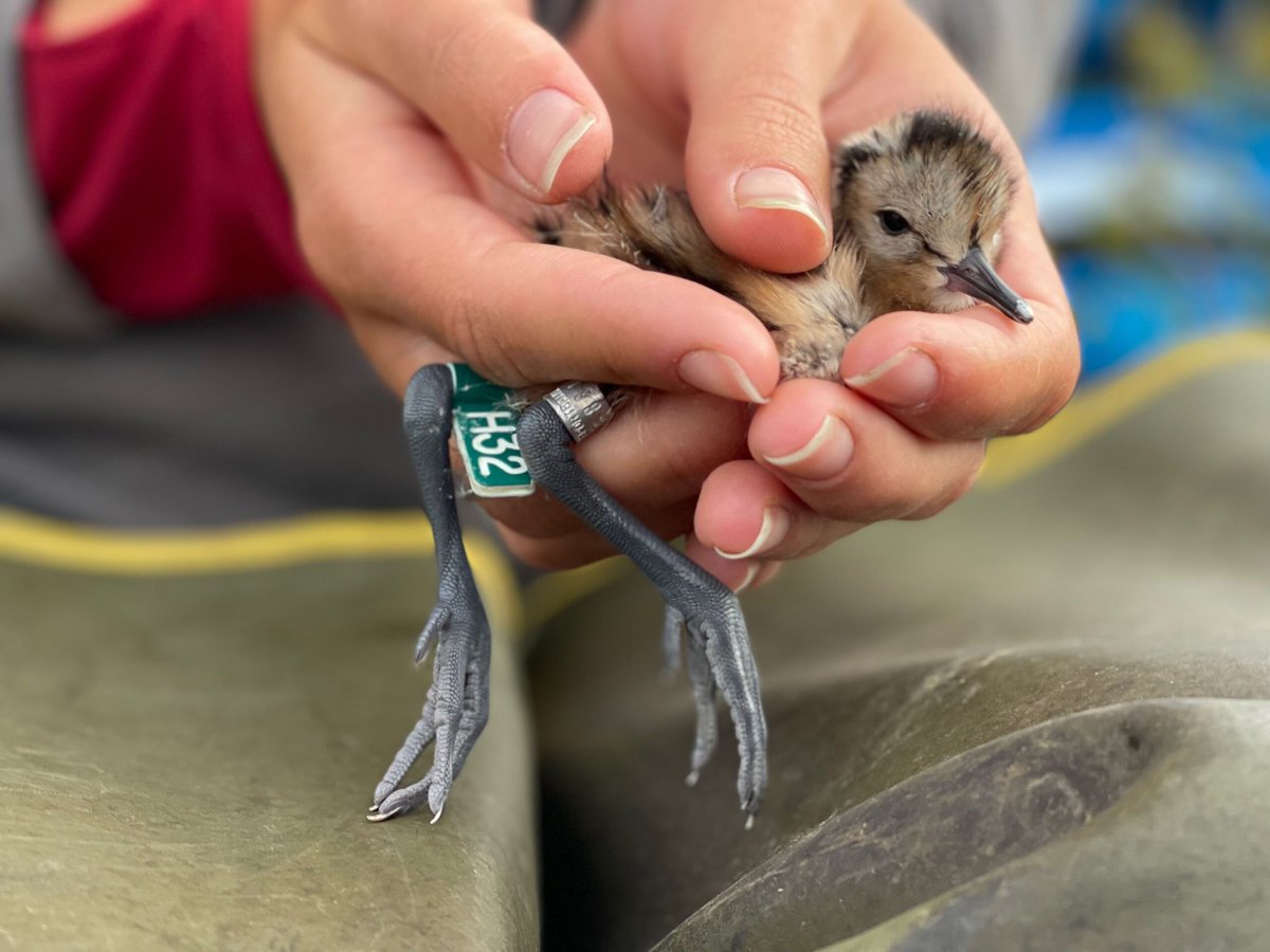 More than 200 species of shorebirds fly thousands of miles each year, along ancient and largely unknown migratory routes called flyways. On April 26, we are getting ready for their spring migration with a watch party celebrating an exciting new documentary, from our friends at…