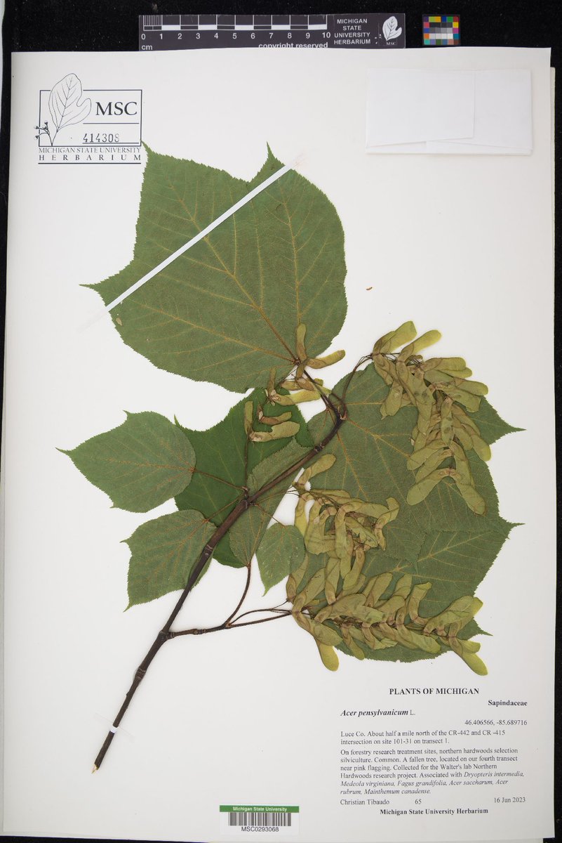 MSU_Herbarium tweet picture