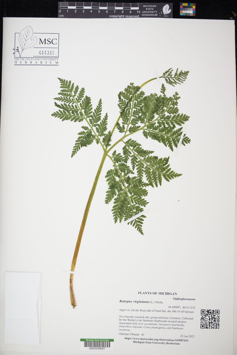 MSU_Herbarium tweet picture