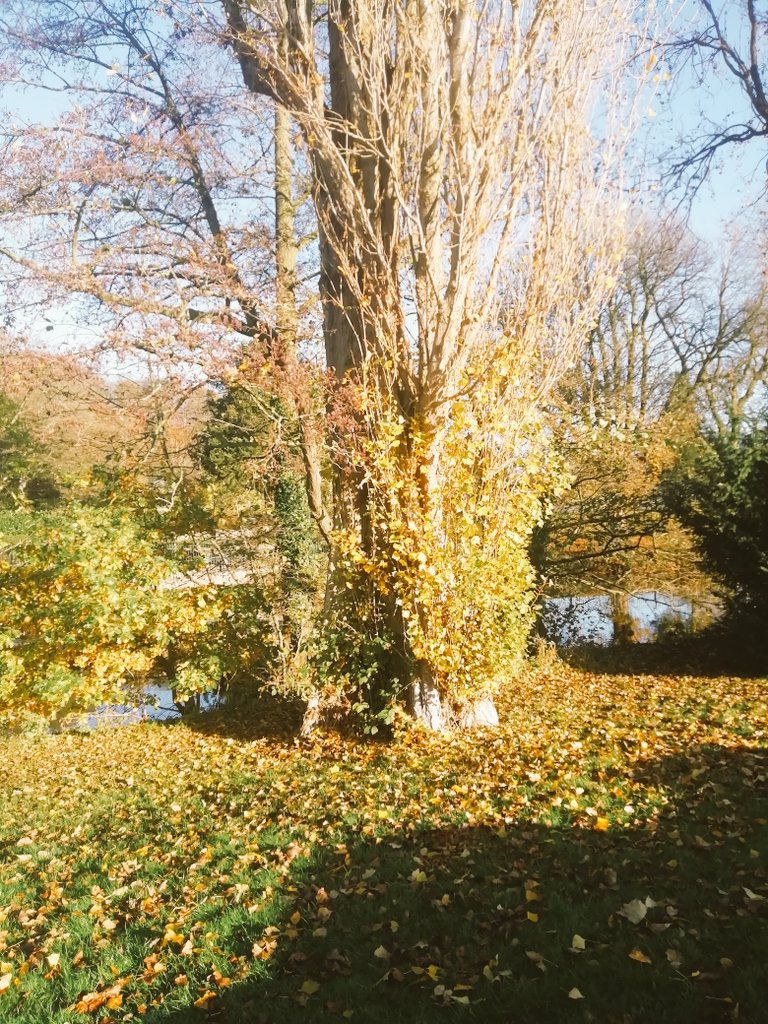 #nature #naturelovers #trees #treelovers #IndiAves #thicktrunkTuesday One from the country park.