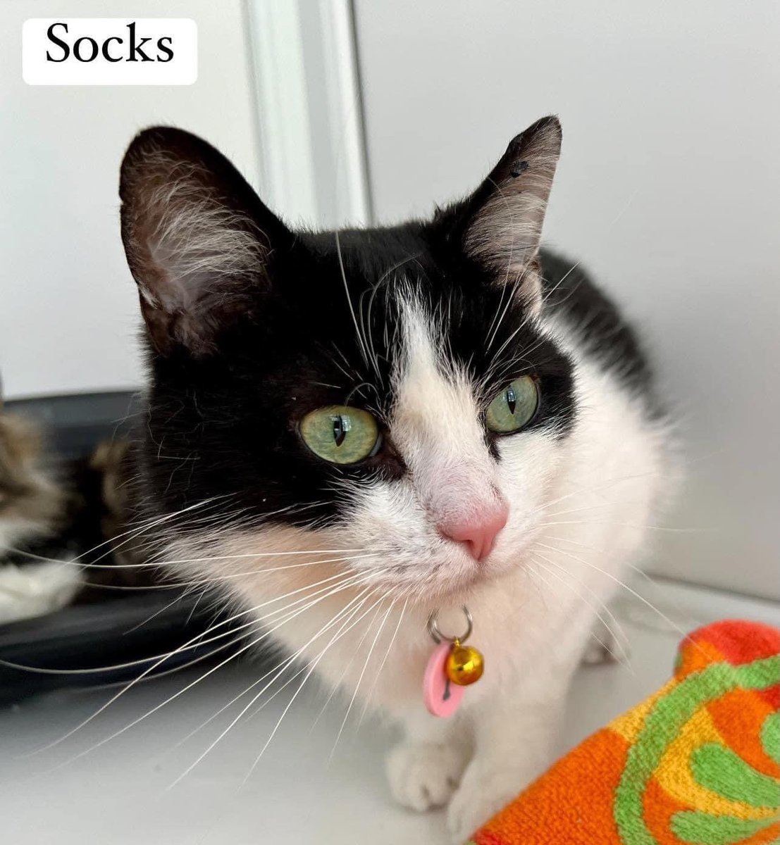 Beautiful Socks is a little bit scared when people first come in to see him which means he gets overlooked. Once you start giving this lad strokes he is putty in your hands. He’s 4 & is happy living in a home with children, other cats and dogs. Text Nikki on 07591 741326 🐾💜😻