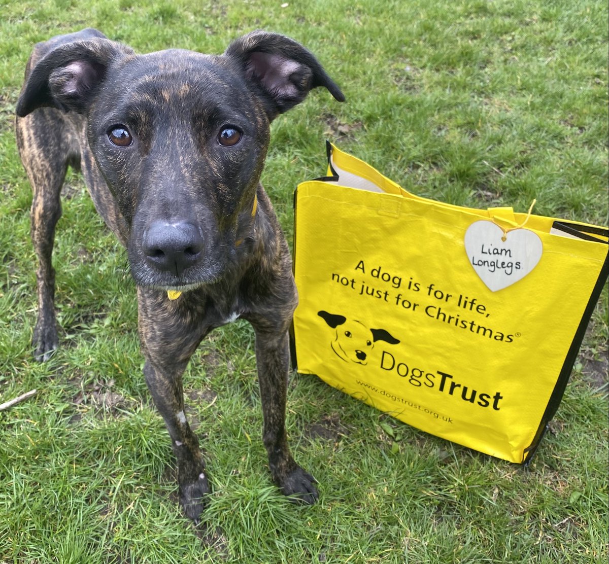 Lovely lad Liam Longlegs😍could not believe his luck🍀as this afternoon he got to pack up his bag🛍️and head off with his new paw-rents to his forever home🏡 Just in time for zoomies in the garden!🐾 #BigYellowBagDay #AdoptDpntShop #ADogIsForLife @dogstrust