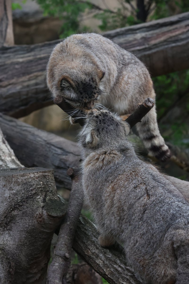 今日のボル＆ポリー😻♥😻

📷2024/04/23 11:06

#那須どうぶつ王国 #nasuanimalkingdom #nasu_animal_kingdom 
#マヌルネコ #pallascat #ボル #ポリー #マヌル・アマルハン
#国際マヌルネコの日