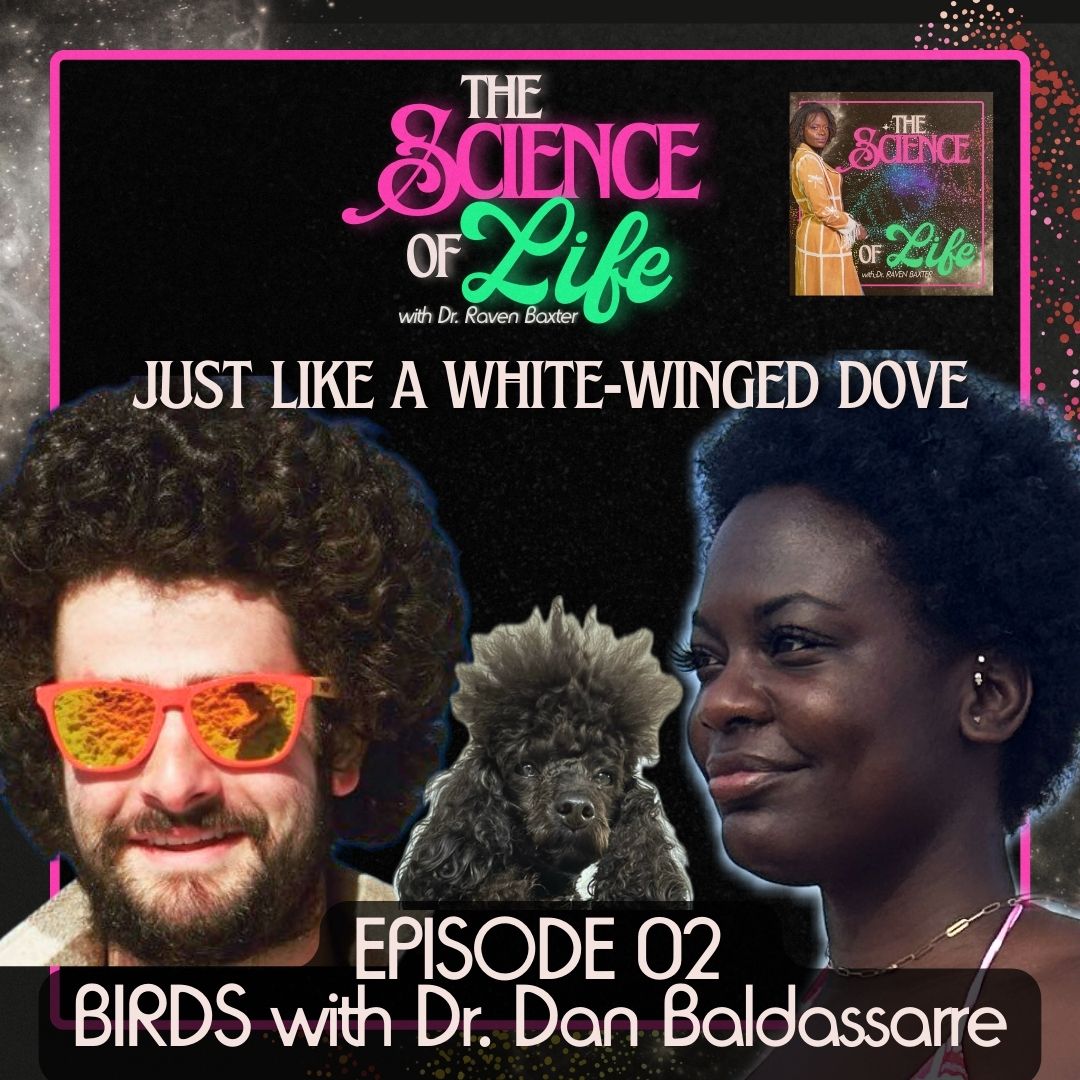 Had to acknowledge the diverse fro representation on this podcast episode! Episode 02 is UP! Yes @carbontoypoodle made an appearance! Excited to share my conversation with Dr. Dan Baldassarre @evornithology, an expert in the behavioral ecology of BIRDS.