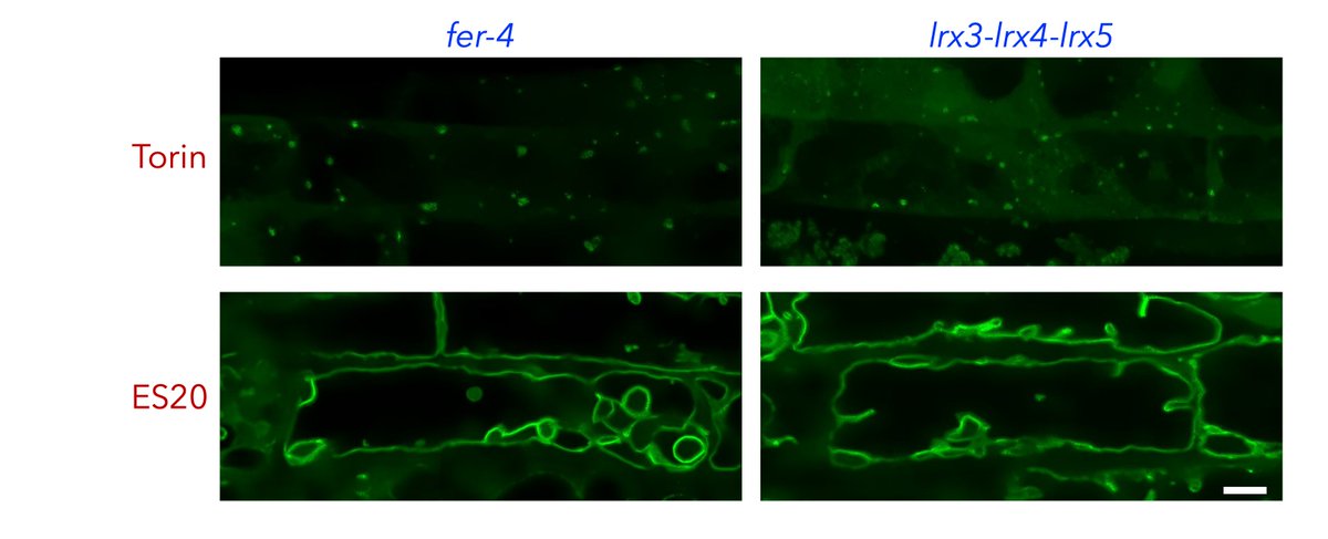 PlantoPhagy's tweet photo. Genetics p2: does not require #ESCRT complex and major cell wall integrity sensor #Feronia (Feronia is not involved in everything after all!!!) (We tested Feronia, because @KleineVehnLab showed Feronia regulate vacuolar expansion) https://t.co/GlchB7Ux30