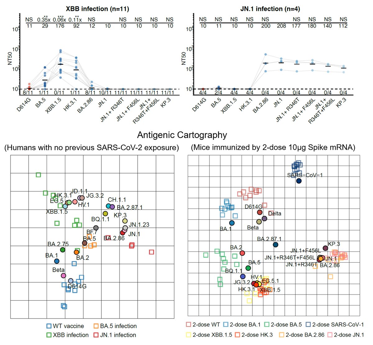 We first compared the antibody response of XBB and JN.1 infection in SARS-CoV-2 naive individuals (people who weren't vaccinated and haven't been infected). Similar to naive mice, we found that XBB and JN.1 lineages are also antigenic distinct in naive humans. (3/7)