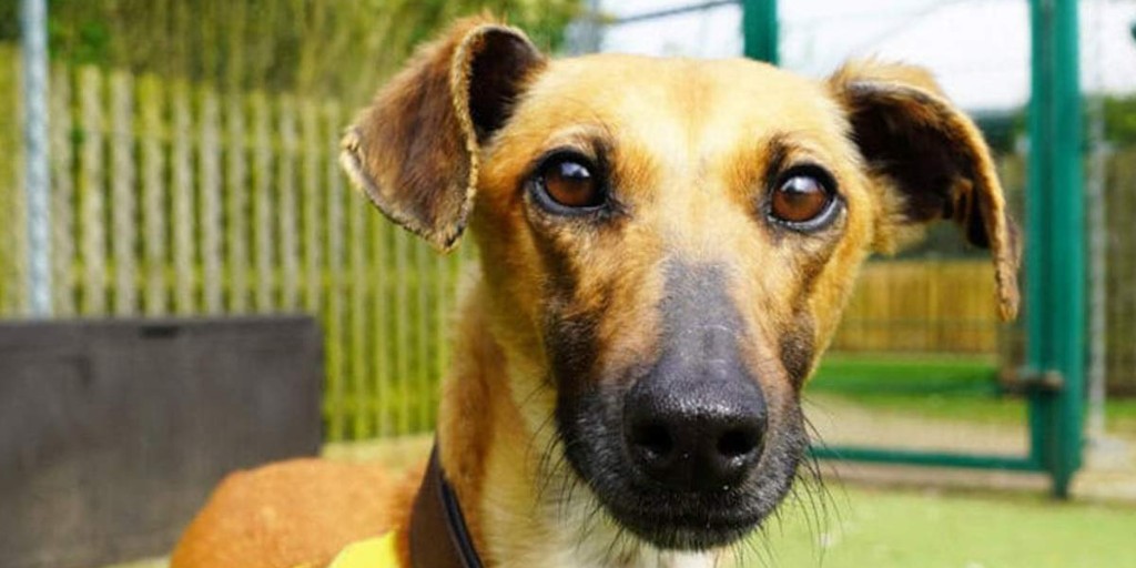 There’s only love for Lurcher Marmite, who is looking for her perfect match. Marmite would love a quiet home with a garden for zoomies, plenty of treats and a comfy bed to snuggle up in at the end of the day. #RehomeMe bit.ly/3JQjjs9