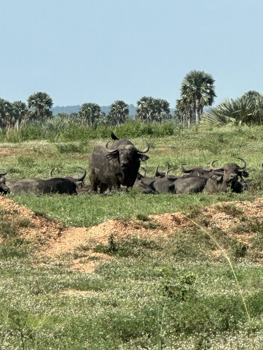 Comrade_Otoa's tweet image. One of the beauties of road trips is the chance to see how beautiful Uganda is. Today, mans was chilling while waiting for Murchison Falls Park clearance and  see what came through! 
#UgTukoWapi Northern edition will have to explore this experience