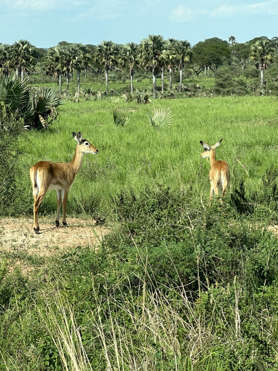 Comrade_Otoa's tweet image. One of the beauties of road trips is the chance to see how beautiful Uganda is. Today, mans was chilling while waiting for Murchison Falls Park clearance and  see what came through! 
#UgTukoWapi Northern edition will have to explore this experience