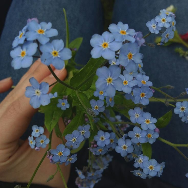 mycelticmoon's tweet image. Forget-me-nots.