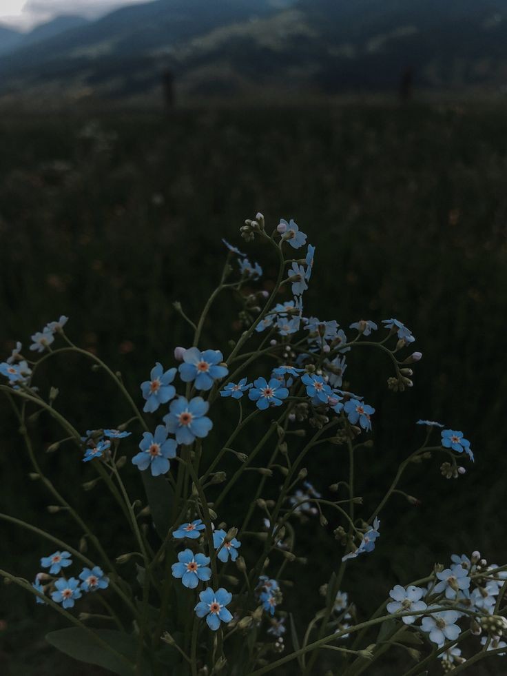 mycelticmoon's tweet image. Forget-me-nots.