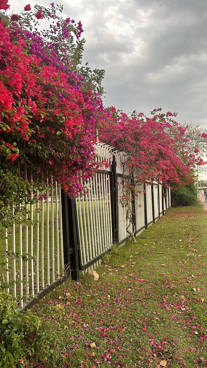 One can spend all day gazing at the bougainvillea vine that climbs along the outer wall of the Parliament House. These pink and purple, papery flowers can almost make you miss work :’) #Tuesdays