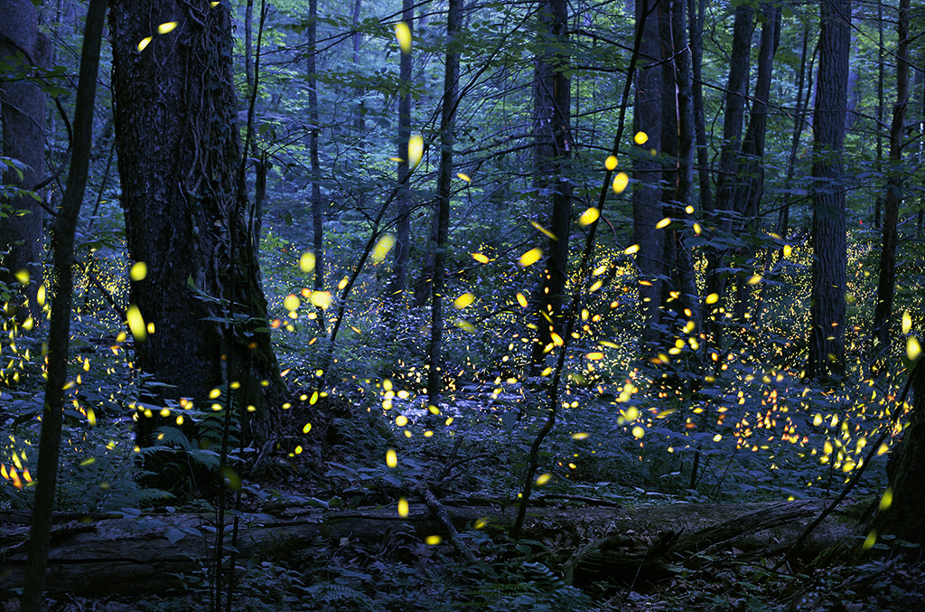 The annual synchronous firefly viewing opportunity at Elkmont is from June 3–10. Apply for the limited viewing opportunity by entering a lottery—open April 26–29—at recreation.gov/ticket/facilit…. Learn more: nps.gov/grsm/learn/nat… Photo courtesy of Radim Schreiber | FireflyExperience