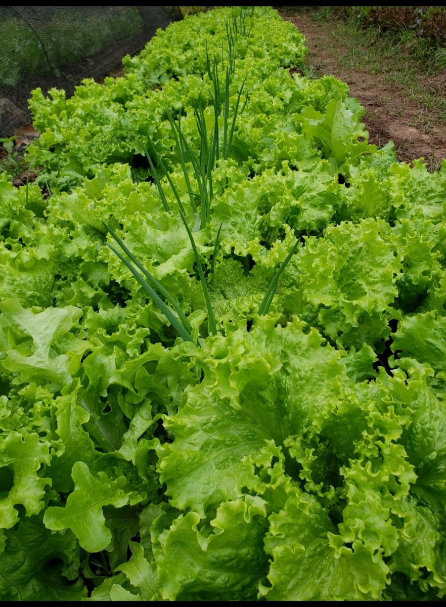 Hoy una lechuga mayorista 4500gs en abril jamas visto, a uds entre 10 o 12mil según calidad Trabaje en países desarrollados donde la alimentación de la sociedad era primordial para gobernantes, las personas bien alimentadas no solo producen también enferman menos y trabajan más.