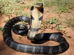 2. The King Cobra: The amount of neurotoxin they can deliver in a single bite—up to two-tenths of a fluid ounce—is enough to kill 20 people, or even an elephant.
Location: Northern India, East to Southern China, including Hong Kong and Hainan.

#India | #China | #Cobra