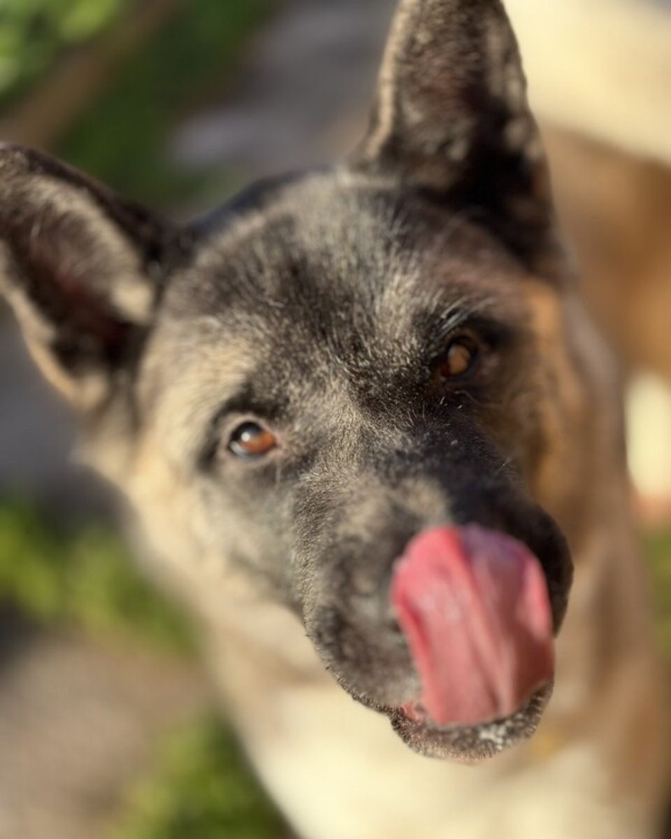 Gorgeous Daphney is ready to steal your heart this #TongueOutTuesday! 🐶 This sweet girl has been at the home for 122 days, and is more than ready to find her forever family. Could it be you? 🤞 More info on Daphney: bit.ly/3SIOsTk 🐾