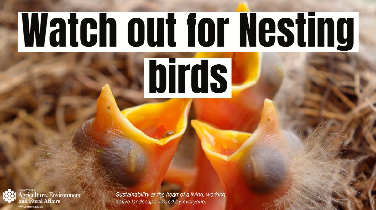 🪺Nesting birds, their active nests, eggs & dependent young are protected by law. Its a crime to disturb, kill or injure them. 🐦Please remember most birds nest in Spring/Summer. 🔗More info: wildlifecrimeni.org/_files/ugd/259… @PoliceServiceNI @nirsg @ukwildlifecrime @Hsenigov #PAWNNI