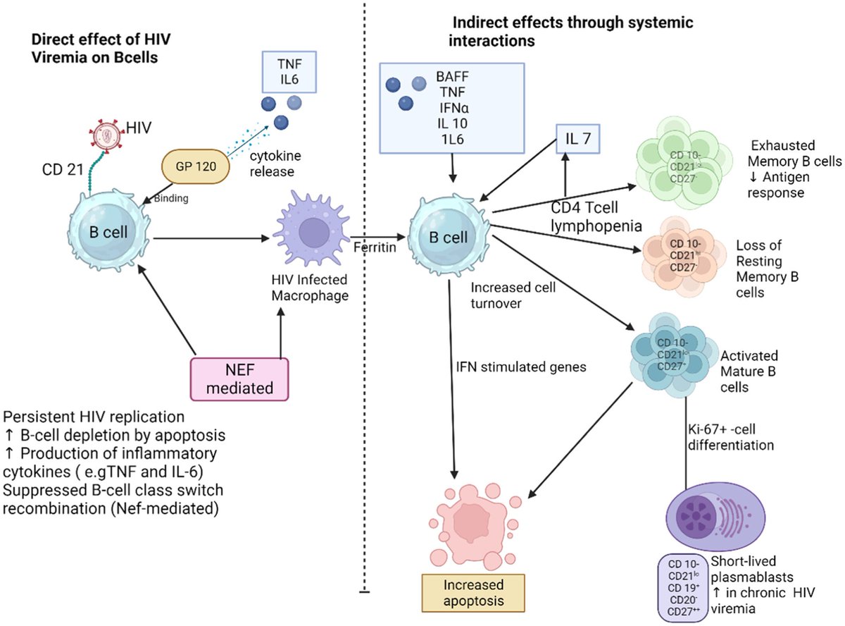 Excited to share our Review, 'B cells and atherosclerosis: A HIV perspective' onlinelibrary.wiley.com/doi/10.1002/jc… by my talented postdoc @Laventaobare,  B cell  @BonamiRachel, and atherosclerosis  @AmandaDoranLab collaborators!