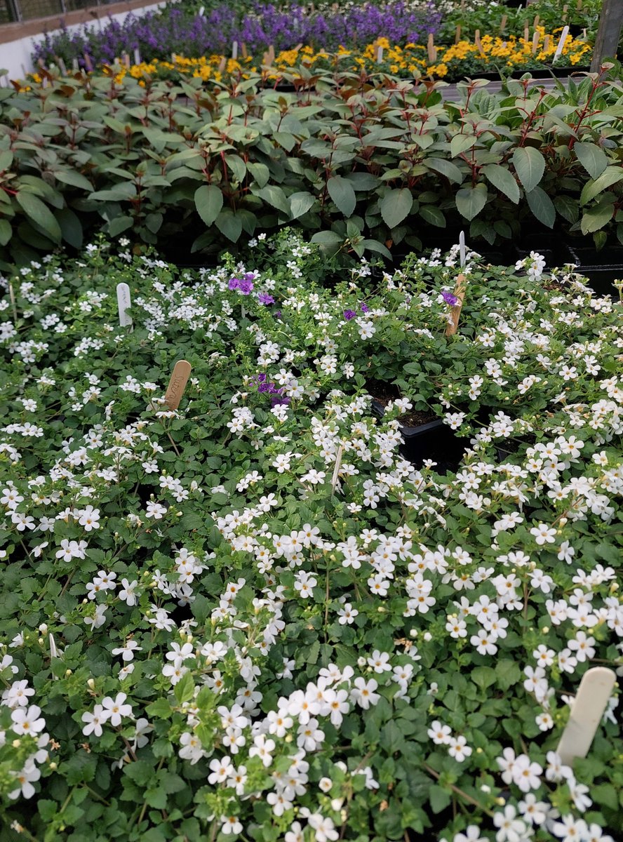 Our greenhouse is packed with lovely bedding plants for our Spring Sale and Open Days on 4th & 5th May. 
#Highgate #N6 #spring