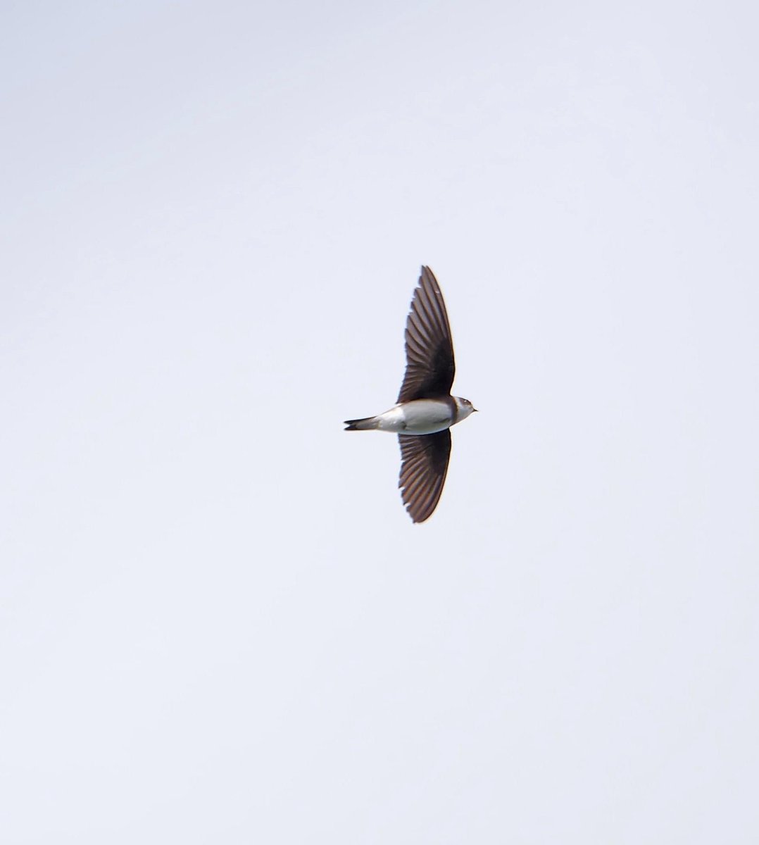 dsbowman123's tweet photo. Recent reports at Woolston Eyes include: Osprey, Avocet, Whimbrels and the establishment of a large Sand Martin roost. This is currently holding somewhere between 15-20,000 birds, which is remarkable, considering that the UK breeding population is only about 100,000 pairs. https://t.co/j27ZEKS2Bk