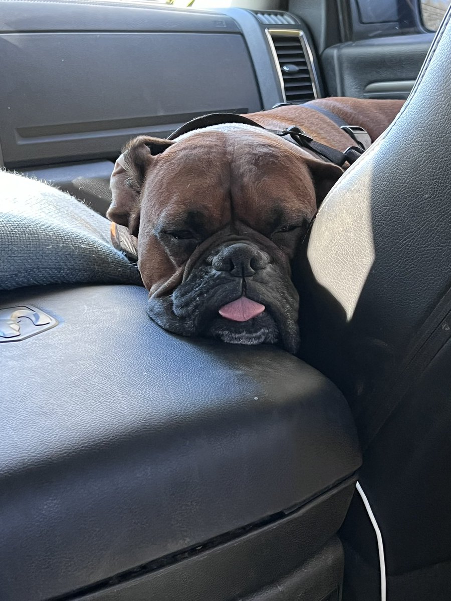 Happy tongue out Tuesday from this tired boy! 

#boxerpuppy #boxerdogs #boxerlife 
#boxerlovers #boxersrock #boxersoftwitter #boxerdogsoftwitter #dogsoftwitter #dogsofx