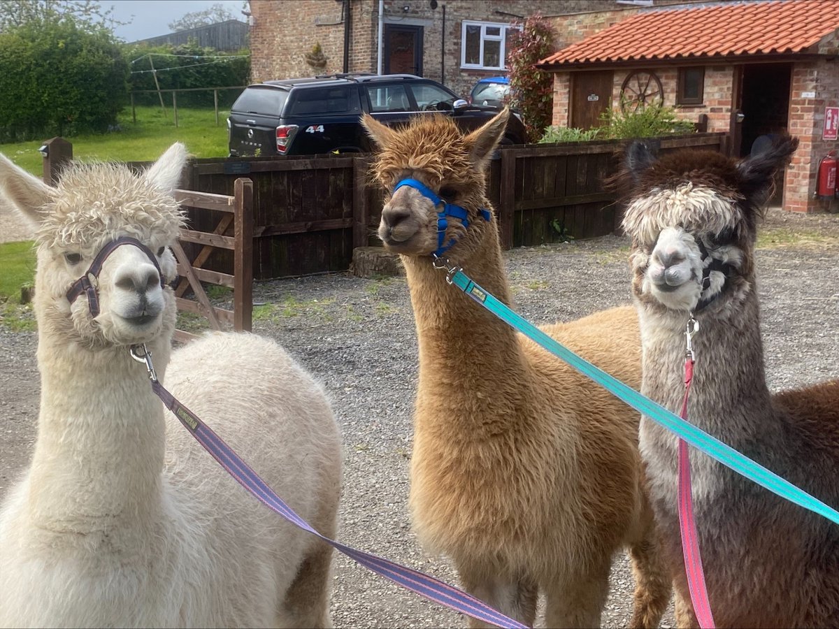CentreSullivan's tweet photo. Ace had a great time with the horses and walking the alpacas with Jayne at Goxhill. Building up a portfolio for their ASDAN work on Animal Care. #AlternativeCurriculum #HandsOnLearning #Asdan https://t.co/HG0hJGh6zS
