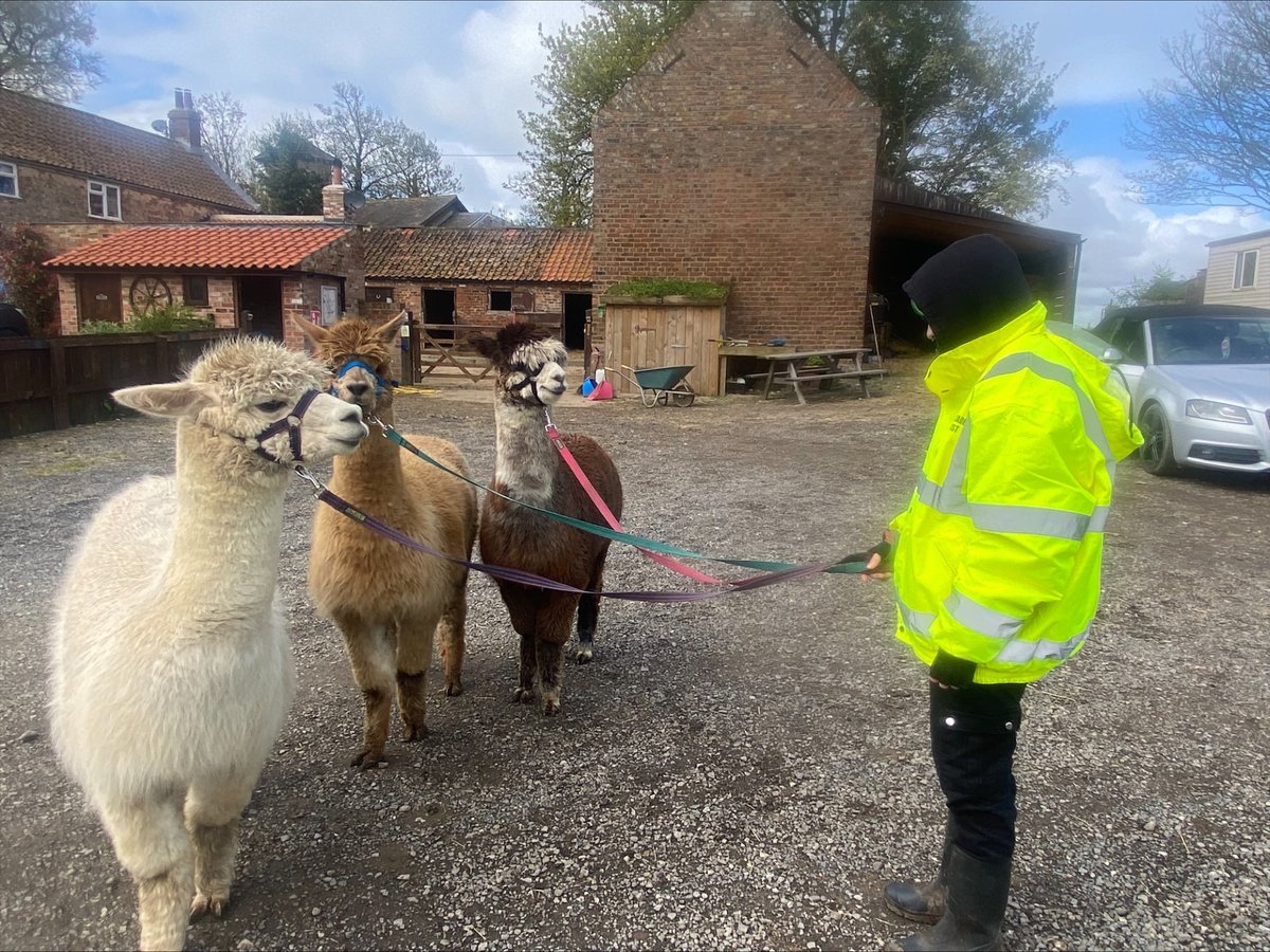 CentreSullivan's tweet photo. Ace had a great time with the horses and walking the alpacas with Jayne at Goxhill. Building up a portfolio for their ASDAN work on Animal Care. #AlternativeCurriculum #HandsOnLearning #Asdan https://t.co/HG0hJGh6zS
