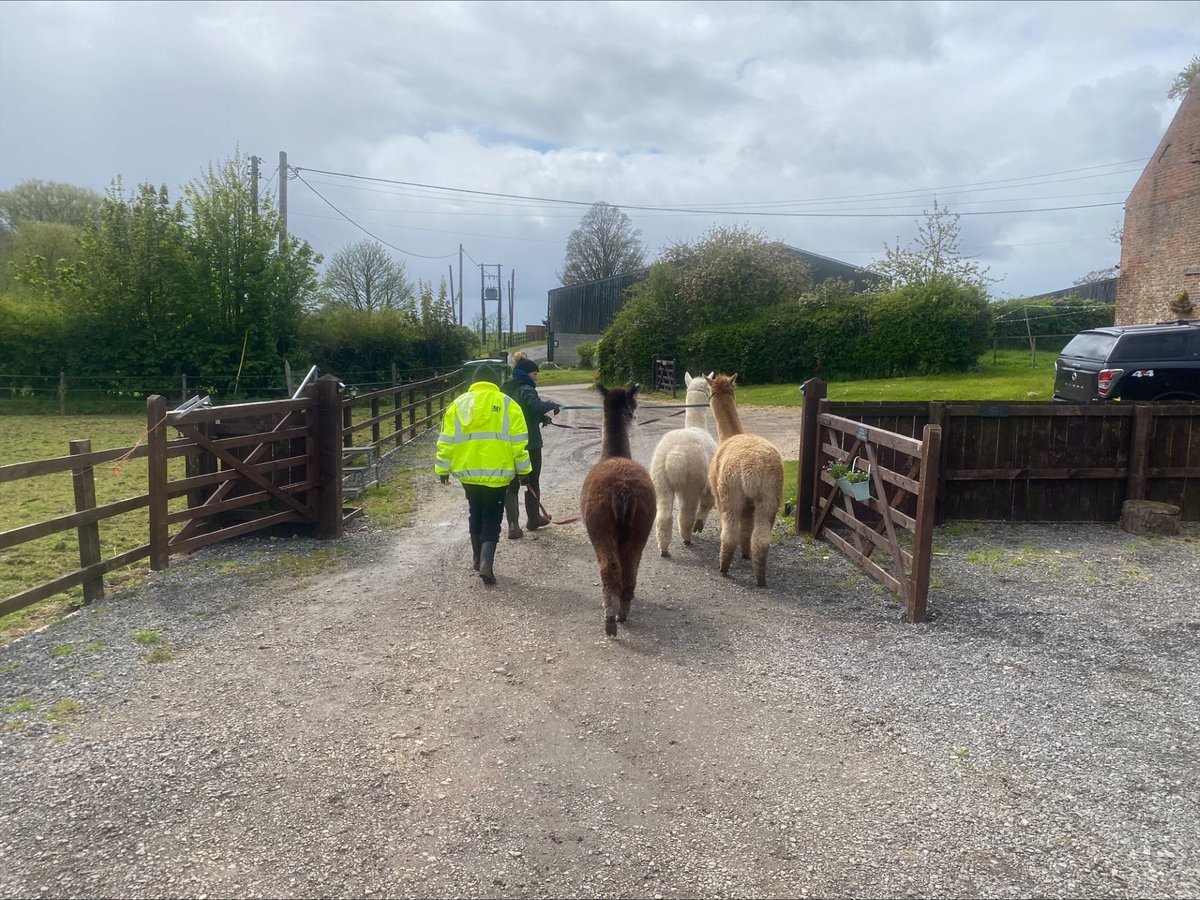 CentreSullivan's tweet photo. Ace had a great time with the horses and walking the alpacas with Jayne at Goxhill. Building up a portfolio for their ASDAN work on Animal Care. #AlternativeCurriculum #HandsOnLearning #Asdan https://t.co/HG0hJGh6zS