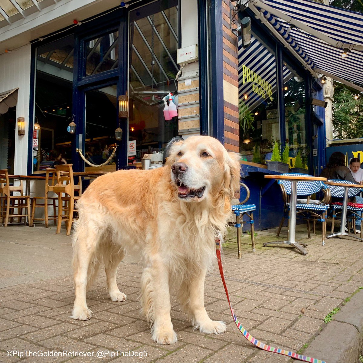 🥗🐶🌮 ‘Himself the primrose path of dalliance treads.’ 🎭 A quote from the Bard on his birthday springs to mind after a bite to eat at the #DogFriendly @ThePrimroseCafe in Clifton Village. #ShakespeareDay #GoldenRetrievers 🐕😀🐾