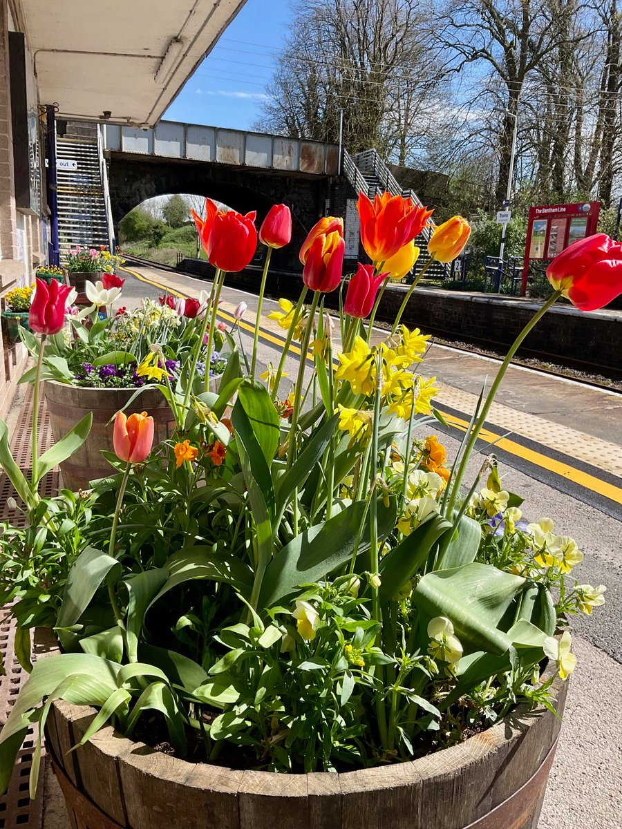 Tulips from Amsterdam may be nice but tulips at Bentham station look just as good