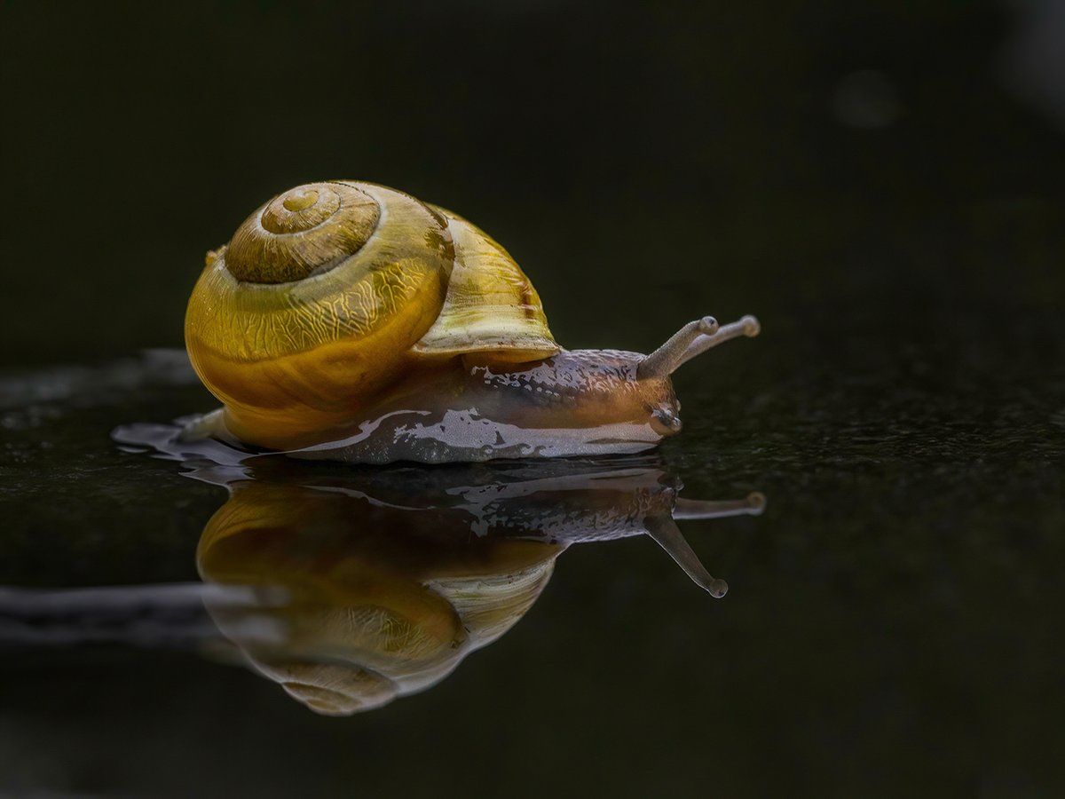 White-lipped Snail (I think) in the garden yesterday. The light reflections make it look like it was moving really fast; it wasn't ... #Snails #Gastropods