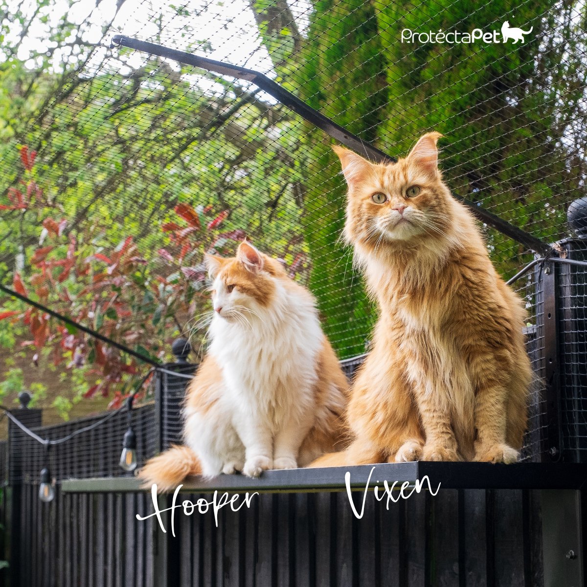 ProtectaPet's tweet photo. Hooper &amp; Vixen love hangin' out in the garden on their cat shelf being nosy! #CatFencing #CatEnrichment 😻🪴

https://t.co/T5r55WLc5I https://t.co/AVY3qX1jM0