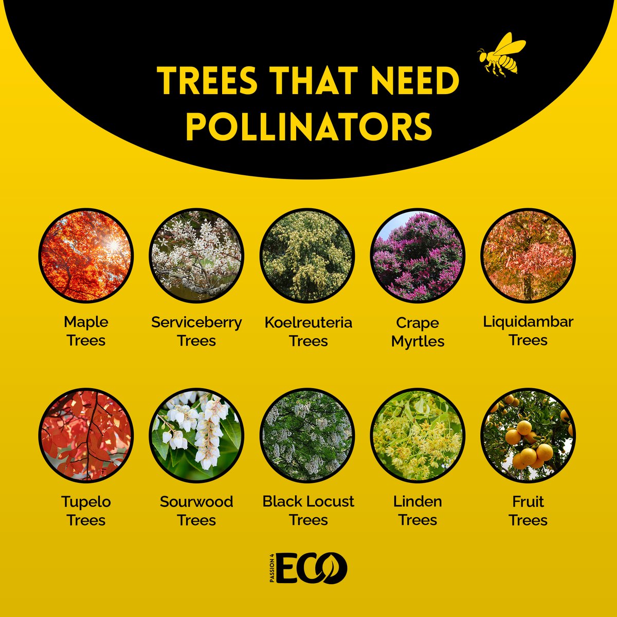 Pollinators are not only important to flowers, but also to trees! 🌳🐝

#Pollinators #EnvironmentalConservation #SaveTheBees