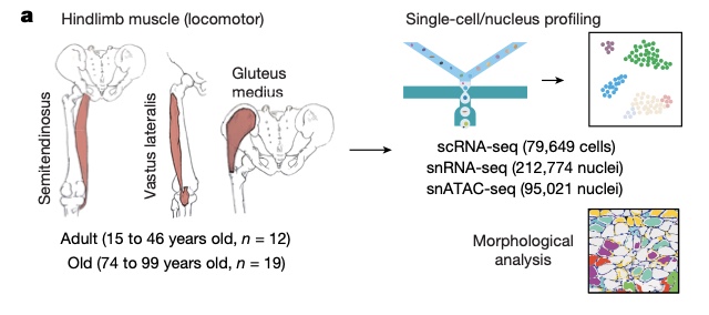 The Academy for Health & Lifespan Research (@ahlresearch) on Twitter photo The most extensive human aging muscle atlas to date.
Thank you to co-corresponding author Dr. Pura Muñoz-Cánoves, Principal Investigator at @Altos_labs San Diego Institute of Science, and AHLR member, for your contributions to this article.
Full article: nature.com/articles/s4158… The most extensive human aging muscle atlas to date.
Thank you to co-corresponding author Dr. Pura Muñoz-Cánoves, Principal Investigator at @Altos_labs San Diego Institute of Science, and AHLR member, for your contributions to this article.
Full article: nature.com/articles/s4158…